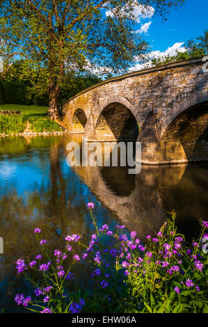 Purple flowers and Burnside Bridge reflecting in Antietam Creek, at Antietam National Battlefield, Maryland. Stock Photo