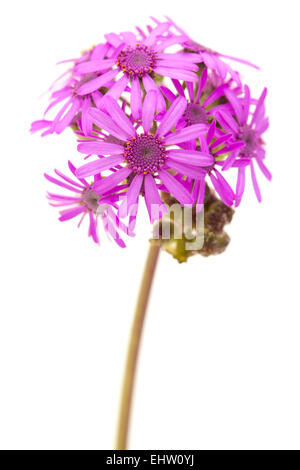 Pericallis webbii flower cluster isolated on white background Stock Photo