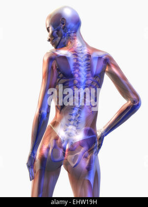 Human Anatomy Stock Photo