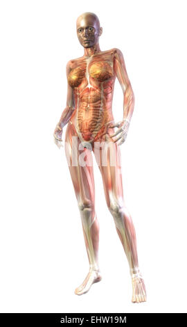 Human Anatomy Stock Photo