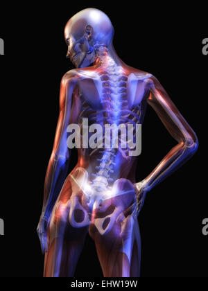 Human Anatomy Stock Photo