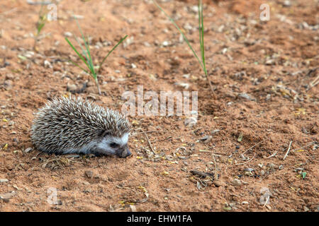 ILLUSTRATION OF SENEGAL, WEST AFRICA Stock Photo