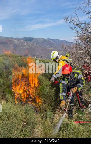 CONTROLLED BURNING Stock Photo