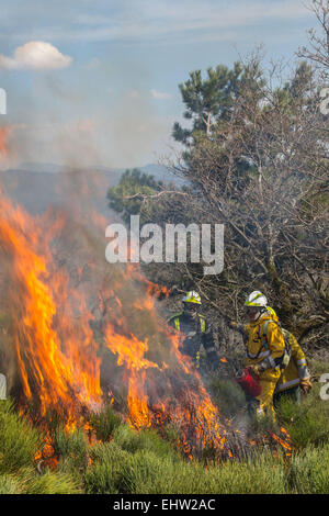 CONTROLLED BURNING Stock Photo