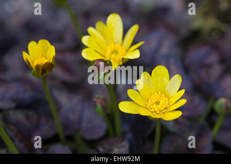 Ranunculus ficaria ‘Brazen Hussy’ flower. Lesser celandine growing in the garden. Stock Photo