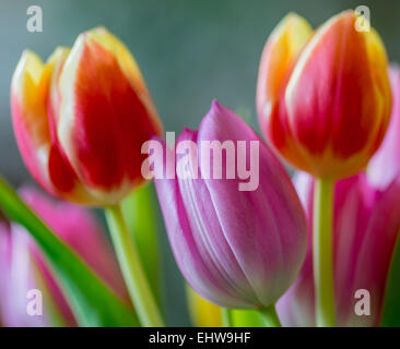 Two soft dreamy red tulips with yellow rims and one purple tulip close up Stock Photo