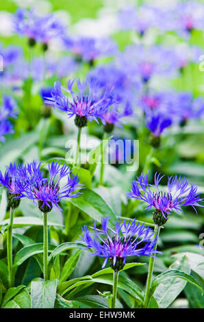 Beautiful cornflowers in the meadow, close-up Stock Photo