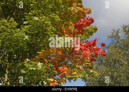 Acer platanoides, Norway maple in autumn Stock Photo