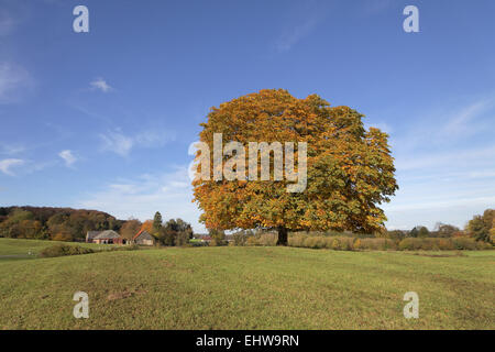 Horse chestnut tree, Aesculus in autumn Stock Photo