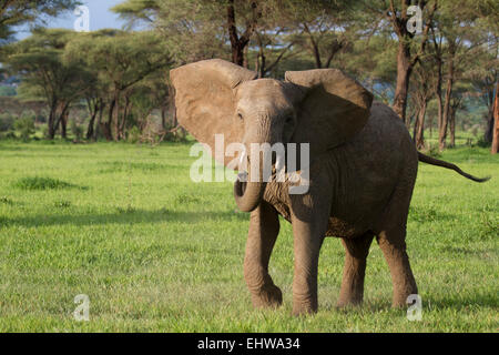 Female African Elephant Charging. Stock Photo