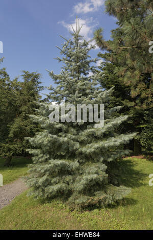 Abies concolor, Colorado white fir Stock Photo