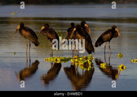 Several African openbill (Anastomus lamelligerus) resting in a shallow river, with a reflection. Stock Photo