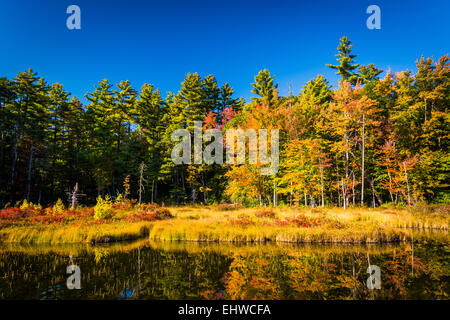 Autumn color at Red Eagle Pond, in White Mountain National Forest, New Hampshire. Stock Photo