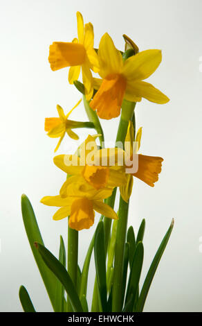 Daffodil(Narcissus tete a tete)on a light background.