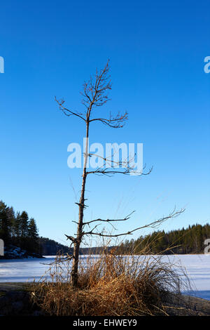 dead tree against blue sky, Puumala Finland Stock Photo