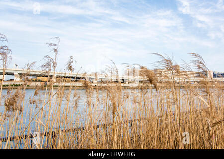 Reed,Sumida river,Arakawa-Ku,Tokyo,Japan Stock Photo