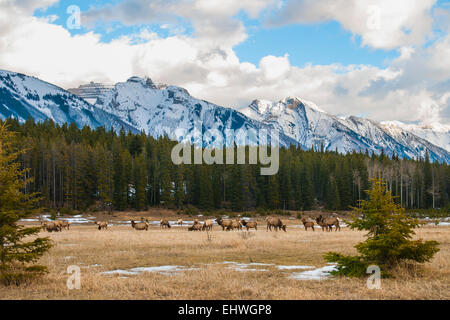 Herd of Wild mountain Elk, under a backdrop of the rugged Rockie Mountains, Banff National Park Alberta Canada Stock Photo