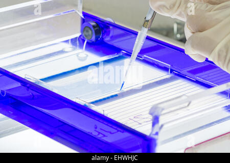 Scientist loading a sample into a gel for electrophoresis Stock Photo