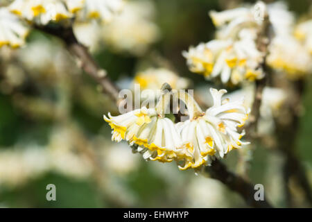 Edgeworthia chrysantha in flower Stock Photo