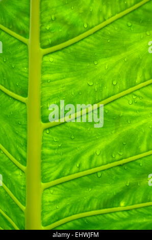 Leaf with water droplet in a tropical rain forest, Hawaii Stock Photo ...