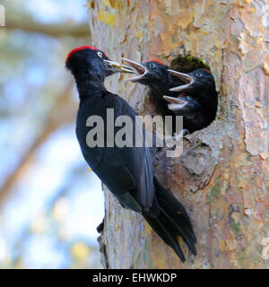 Black Woodpecker near the nest-hollow in the pine-tree and three nestlings Stock Photo