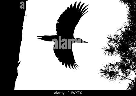 Black-and-white silhouette of flying Black Woodpecker Stock Photo
