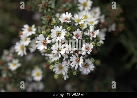 Aster ericoides, White Aster, Heath Aster Stock Photo
