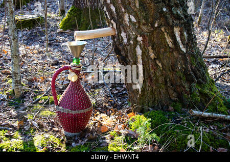 vintage wicker wine bottle and birch tree with spigot and sap drops Stock Photo