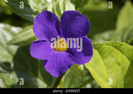 Thunbergia battiscombei, Blue Boy, Blue Glory Stock Photo