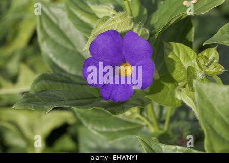Thunbergia battiscombei, Blue Boy, Blue Glory Stock Photo