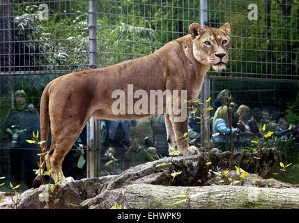 Lion and people, Duisburg Zoo, Germany. Stock Photo