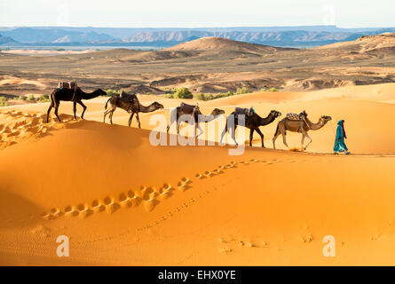 Berber man leading camel train in Sahara desert, Erg Chebbi, Morocco