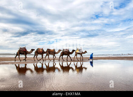Berber man leading camel train on the beach, Essaouira, Morocco Stock Photo