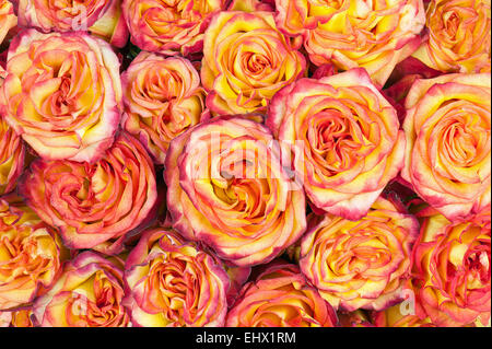 Colorful flower bouquet from roses for use as background. Closeup. Stock Photo