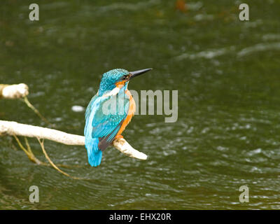 Kingfisher (Alcedo atthis) at a river in Ireland. Stock Photo