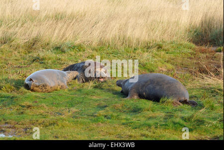 Atlantic Grey Seal - Halichoerus grypus Two Bulls preparing to fight while female watches Stock Photo