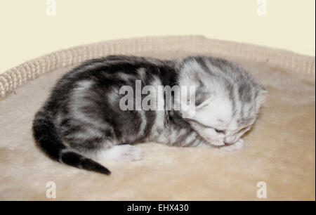 British Shorthair Kitten ten days old Germany Stock Photo