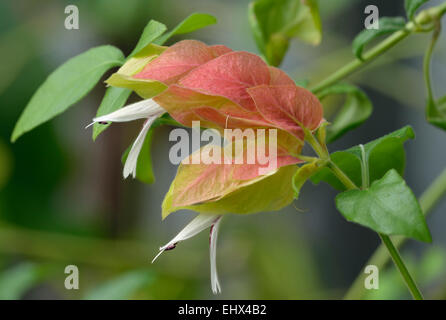 Shrimp Plant Flower - Justicia brandegeeana Native of Mexico Stock Photo