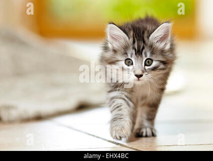 Norwegian Forest Cat Kitten walking tiled floor towards the camera Germany Stock Photo