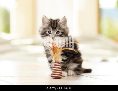 Norwegian Forest Cat Kitten tiled floor playing toy Germany Stock Photo