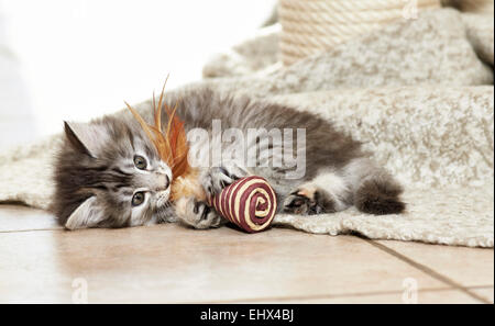 Norwegian Forest Cat Kitten tiled floor playing toy Germany Stock Photo