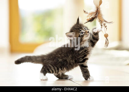 Norwegian Forest Cat Kitten tiled floor playing toy Germany Stock Photo