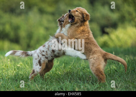 Australian Shepherd puppy Golden Retriever puppy playing lawn Germany Stock Photo