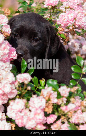 Labrador Retriever Black puppy hiding flowering roses Germany Stock Photo