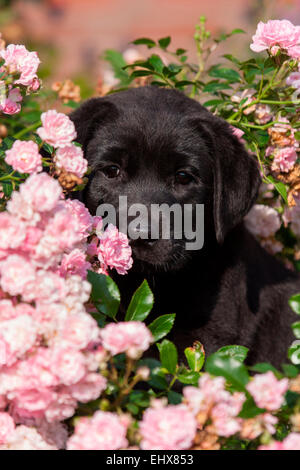 Labrador Retriever Black puppy hiding flowering roses Germany Stock Photo