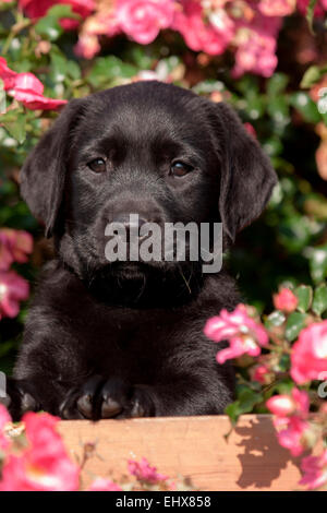 Labrador Retriever Black puppy sitting among flowering roses Germany Stock Photo