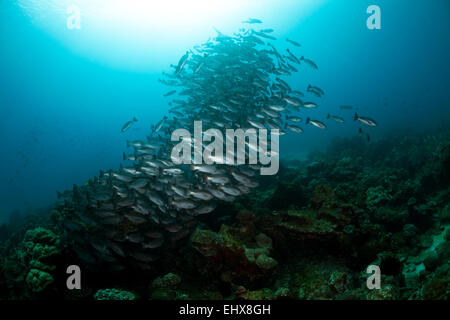 Jordan's snappers (Lutjanus jordani), Cocos Island, Costa Rica Stock Photo