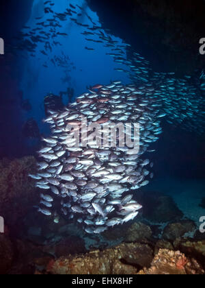 School of Jordan's snappers (Lutjanus jordani) with divers at a rock, Cocos Island, Costa Rica Stock Photo