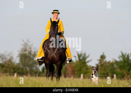 Friesian Horse Rider wearing baroque riding habit black Friesian Horse accompanied by great Dane meadow Germany Stock Photo