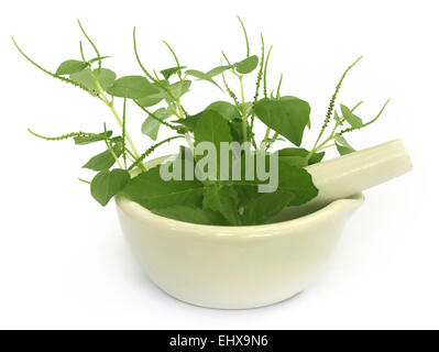 Medicinal herbs on mortar with pestle over white background Stock Photo